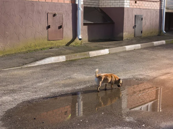 A dog without a breed walks down the street and drinks from a puddle the sun is shining in the evening