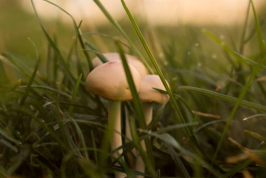 Uzun otların arasında küçük gri zehirli bir mantar.