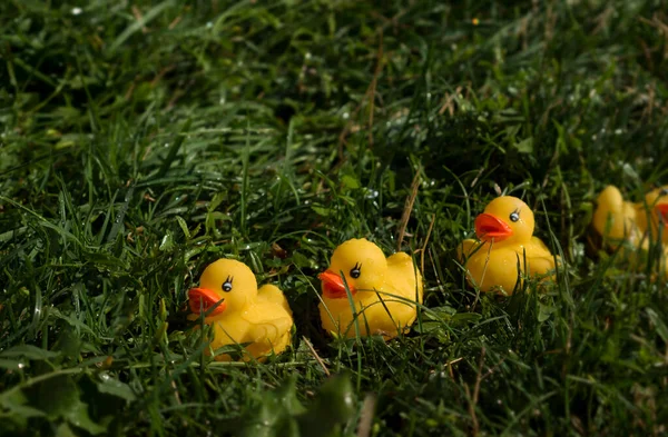 Quatro patos de borracha amarelos estão deitados na grama verde — Fotografia de Stock