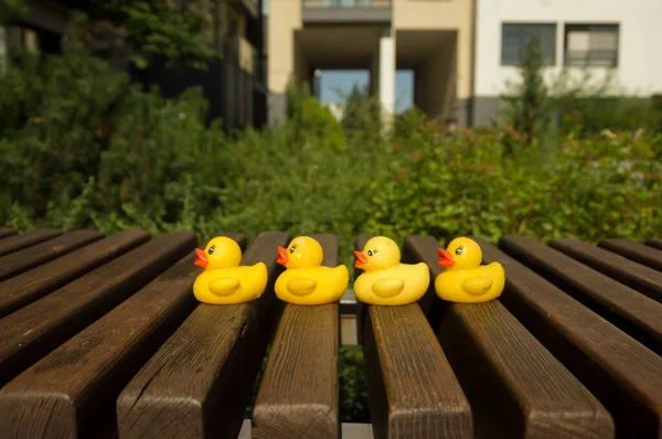 Cuatro patos de goma amarilla están sentados en un banco de madera — Foto de Stock