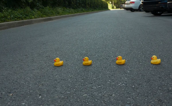 Cuatro patos de goma amarilla cruzan la calle — Foto de Stock