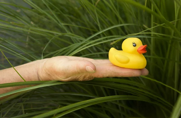 Un pato de goma amarillo está sentado en su brazo en la hierba verde alta — Foto de Stock