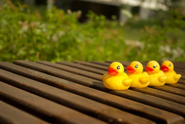 Quatre canards en caoutchouc jaune sont assis sur un banc en bois Image En Vente