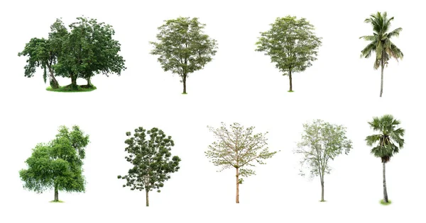 Piękna Kolekcja Drzew Odizolowanych Białym Tle Nadającym Się Zastosowania Architektonicznym — Zdjęcie stockowe