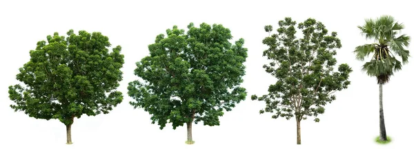Prachtige Collectie Bomen Geïsoleerd Een Witte Achtergrond Geschikt Voor Gebruik — Stockfoto