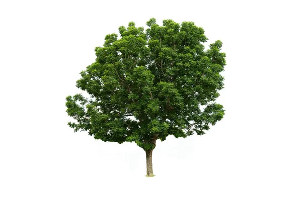 Groene Bomen Geïsoleerd Een Witte Achtergrond — Stockfoto