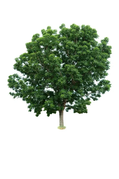 Zielone Drzewa Odizolowane Białym Tle — Zdjęcie stockowe