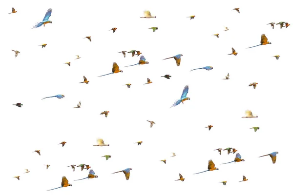 Uçan kuşlar grubu - Forpus, muhabbet kuşları, papağan, conure, yalıtılmış beyaz