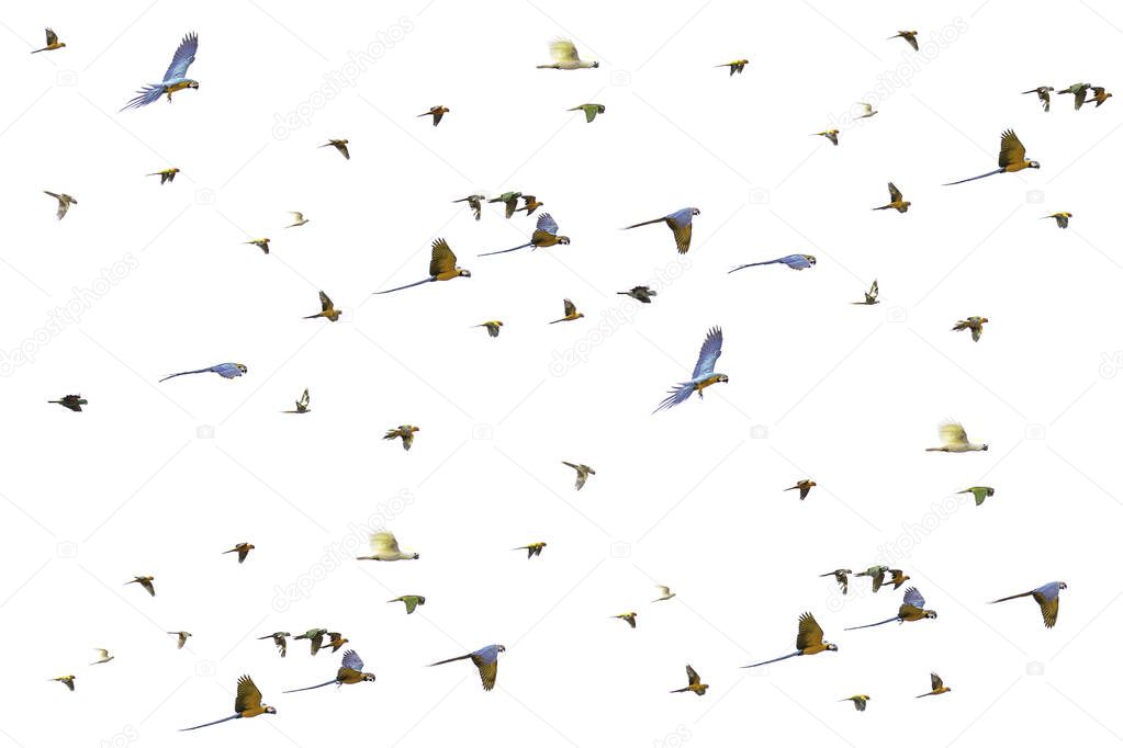 Group of flying birds - Forpus, parakeets, cockatiel, conure, isolated on white
