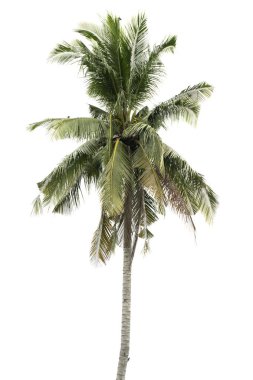 Mimari tasarım için uygun beyaz bir arkaplanda izole edilmiş ağaç.