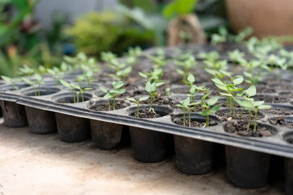 Unga Färska Plantor Står Plastkrukor Odling Grönsaksväxter Växthus — Stockfoto