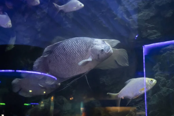 Fische Aquariumumumgebung Konzept Für Süßwasseraquarien — Stockfoto