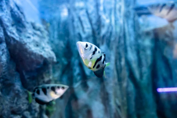 Common Archer Fish Acuario Peces Agua Dulce — Foto de Stock