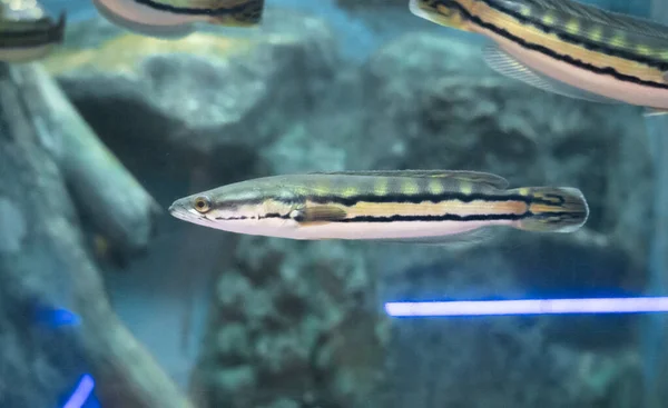Channa Micropeltes Aquarium Süßwasserfische — Stockfoto