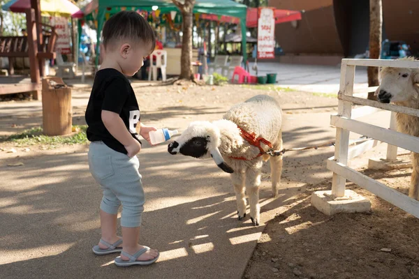 アジア系の男の子がミルクボトルで羊に餌をやる 農場の子羊は子供の手から食べる — ストック写真