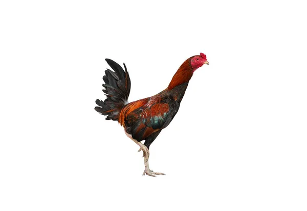 Cock Fighting Isolated White Background Clipping Path — Stock Photo, Image