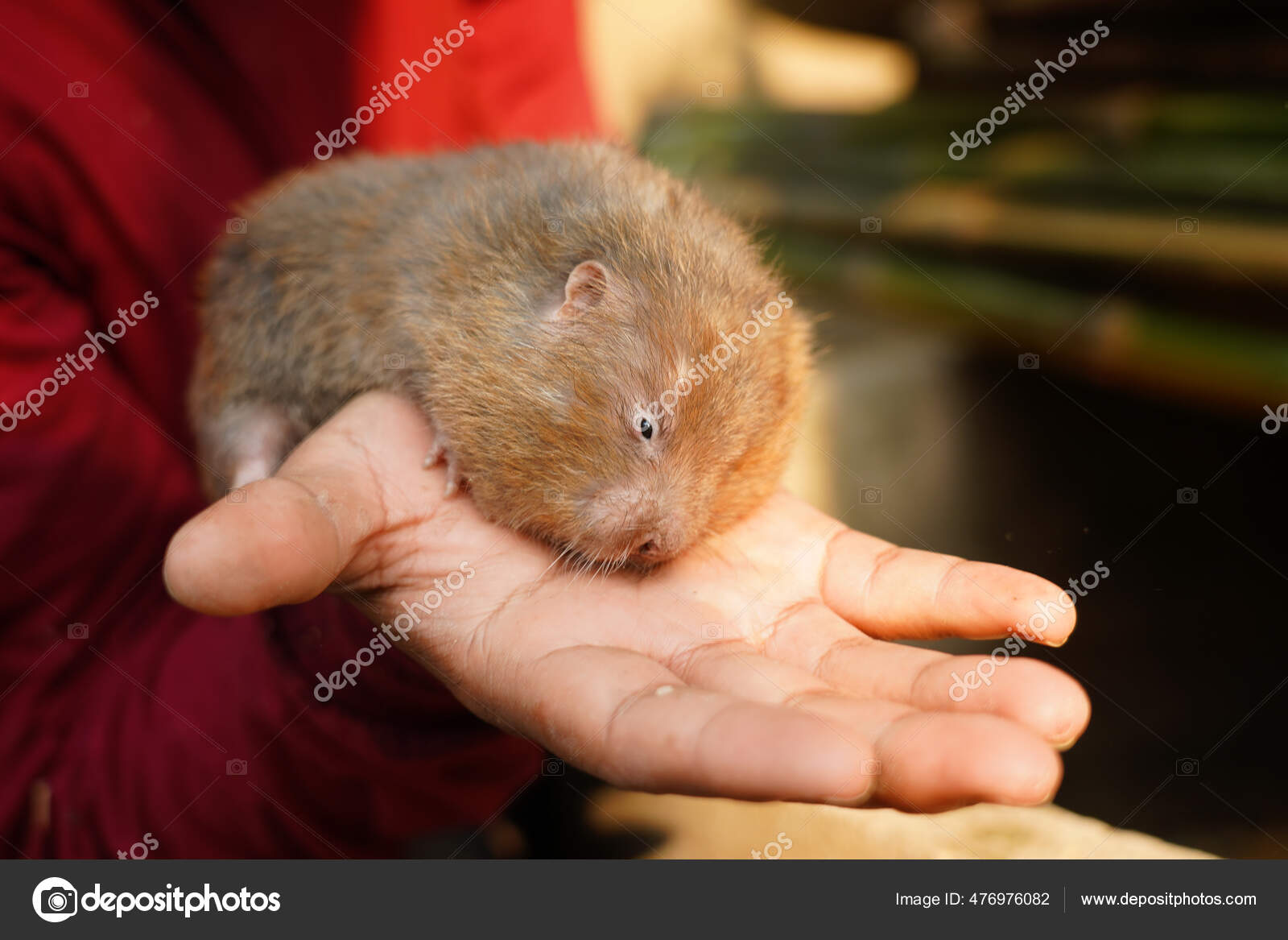 Giant Mole Rat Pictures Giant Mole Rat Stock Photos Images Depositphotos