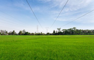 Yüksek voltaj direkleri ve mavi gökyüzü bulutuyla yeşil pirinç tarlalarının manzarası.