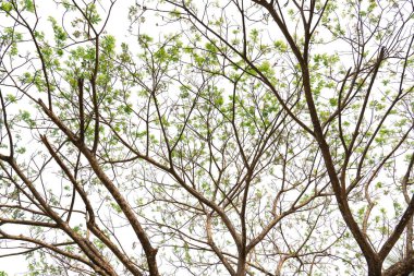 Beyaz arkaplanda yeşil yaprak ve dallar