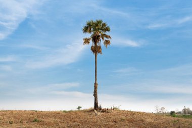 Arka planda mavi gökyüzü olan tek şeker palmiyesi