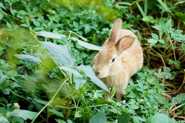 Brun Kanin Grönt Gräs Söt Söt Härlig Lurvig Kanin Sommaren — Stockfoto