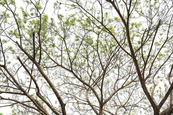 Beyaz arkaplanda yeşil yaprak ve dallar