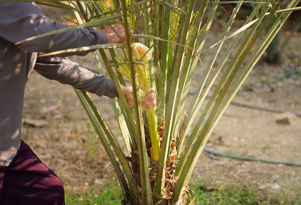 Gärtner Bestäuben Die Palmen Dattelpalme Bestäubung Dattelpalme Blumen — Stockfoto
