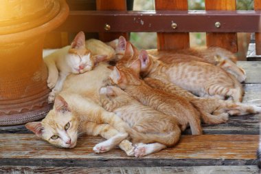 Kedi yavrusunu emziriyor. Yaklaş. Annelik kavramı, çocuk bakımı ve sevgi.