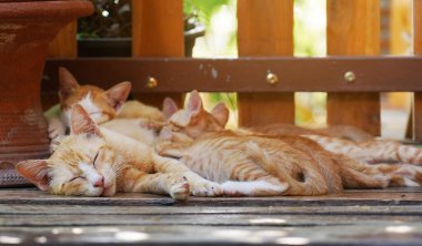 Kedi yavrusunu emziriyor. Yaklaş. Annelik kavramı, çocuk bakımı ve sevgi.