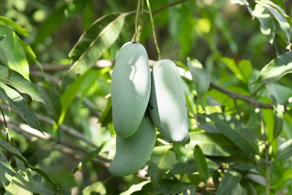 Świeże Owoce Mango Drzewie Kwaśny Słodki Smak Mango Wiszące Drzewie — Zdjęcie stockowe