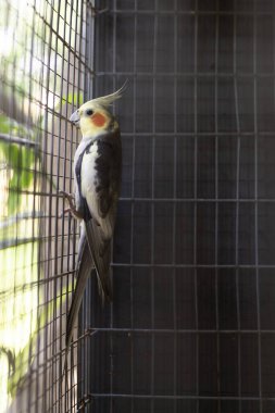 Yetişkin erkek papağan tek bir kuş kafesinde bir dala tünemiş olarak görülüyor.