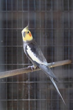 Yetişkin erkek papağan tek bir kuş kafesinde bir dala tünemiş olarak görülüyor.