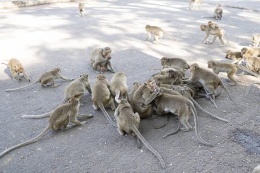 Maymun sürüsü fındık yiyor. Maymunları fıstıkla beslemek