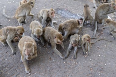 Maymun sürüsü fındık yiyor. Maymunları fıstıkla beslemek