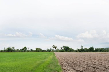 Tarlalar ve araziler ekin, bulut ve güzel tarlalar için hazırlanıyor. Ağaçlar ve toprak kokusuyla doğal atmosferi var..