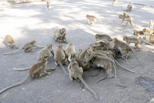 Maymun sürüsü fındık yiyor. Maymunları fıstıkla beslemek