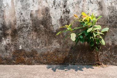 Betondan büyüyen bir ağaç. Beton zeminde yosun.