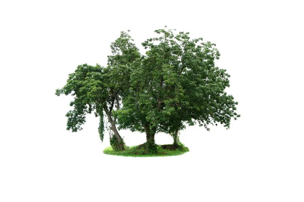 Groene Bomen Geïsoleerd Een Witte Achtergrond — Stockfoto