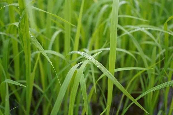 Wassertropfen Auf Frischem Grünen Gras Hintergrund Grüner Gras Hintergrund — Stockfoto