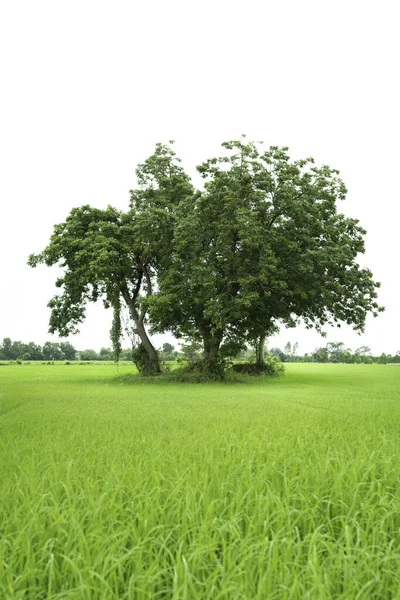 Grüner Baum Auf Dem Feld Grüne Reisfelder Auf Dem Land — Stockfoto