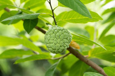 Taze muhallebi (Annona squamosa) doğanın yeşil arka planında. Annona çiftçinin bahçesinde. tatlı meyve