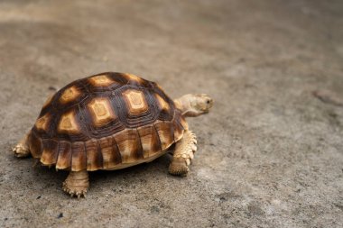 Beton üzerinde Kaplumbağa (Centrochelys sulcata). Sevimli evcil kaplumbağa. hayvan bakımı ve tedavi kavramı