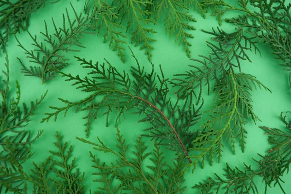 Branches Conifer Bush Green Background — Stock Photo, Image