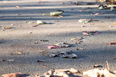 Güneşli bir günde yol ve yere saçılmış kuru yapraklar.