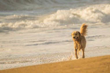 Kumsalda deniz ve kumla eğlenen bir Golden Retriever köpeği