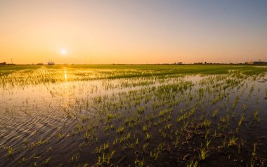 Ebro Delta 'daki pirinç tarlalarında muhteşem ve sakin bir gün doğumu.