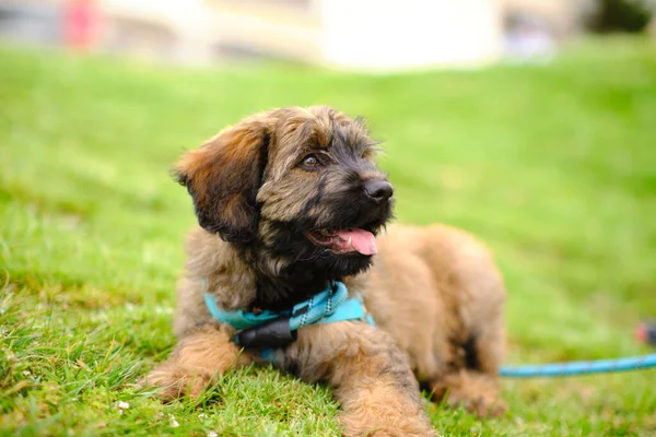 Catalán Tres Meses Edad Trabajando Doghappy Parque Cubierto Hierba Con —  Fotos de Stock