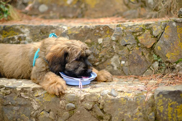 Cachorro Pastor Catalán Tres Meses Medio Feliz Bebiendo Bebedor Portátil —  Fotos de Stock