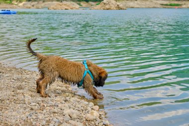 Üç buçuk aylık Katalan çoban köpeği suyla oynuyor.