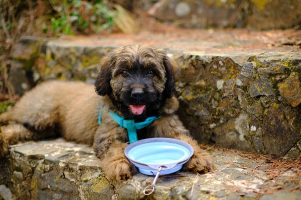 Cachorro Pastor Catalán Tres Meses Medio Feliz Con Bebedor Portátil —  Fotos de Stock